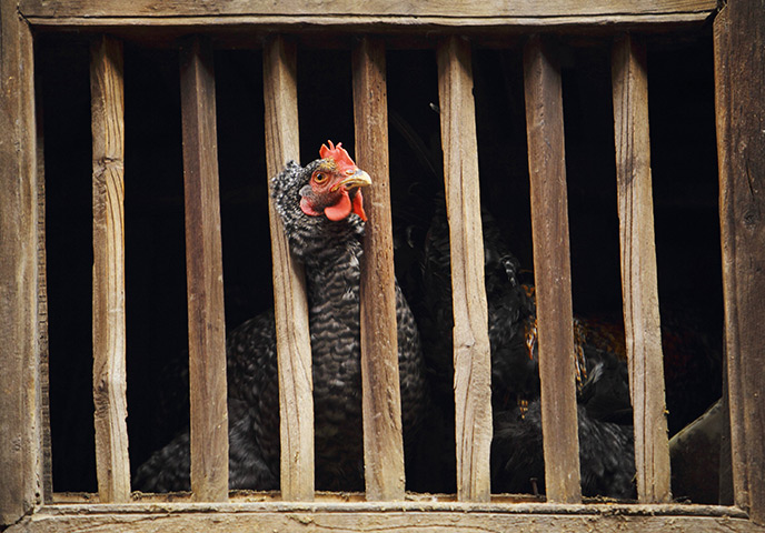 24 hours in pictures: A rooster peeks out from the window of a house, Nepal