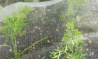 Alys Fowler: netting
