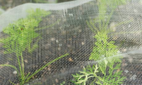 Alys Fowler: netting