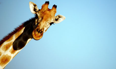 Giraffe in Namibia