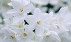 Plant of the week: Narcissus 'Ziva'