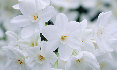 Plant of the week: Narcissus 'Ziva'