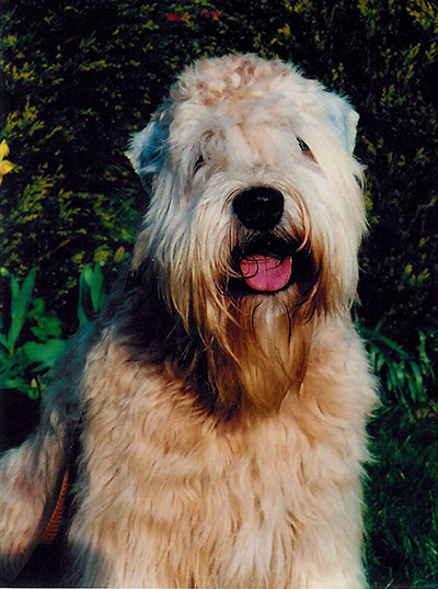 Seven Days on Stage: Danny the dog