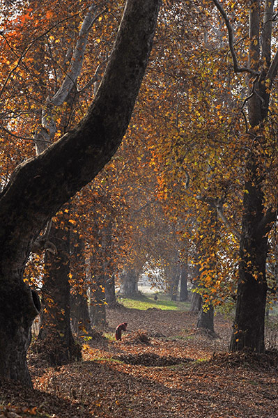 24 hours in pictures: Srinagar, India: A woman collects fallen maple tree leaves