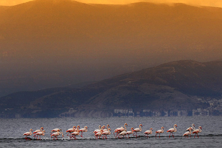 Week in wildlife: Flamingos Resting Place
