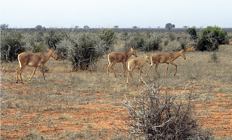 Week in wildlife: herd of Hirola or Hunters hartebeest 