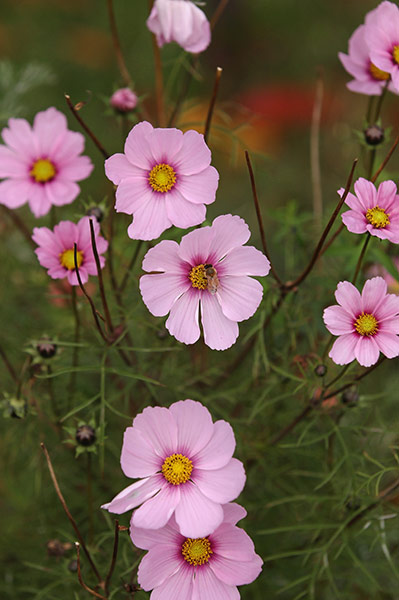 Week in wildlife: Visitors To London Enjoy The Warm Autumnal Weather