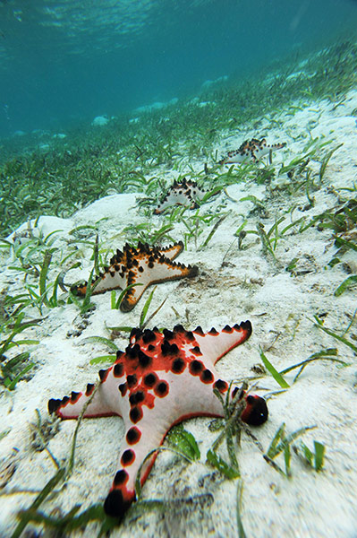 Week in wildlife: starfish lay on a bed of sea grass in the waters of Mansuar Island