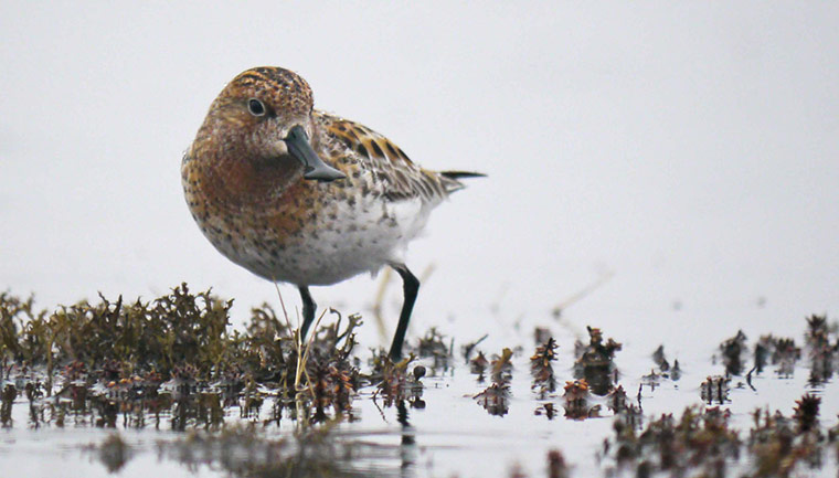 Week in wildlife: Sandpiper rescue bid