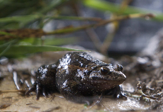Week in wildlife: A Hula painted frog