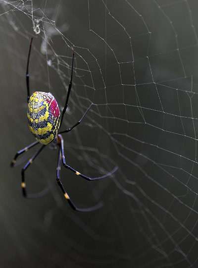 Week in wildlife: A spider  at Godavari Botanical gardens on the outskirts of Kathmandu 