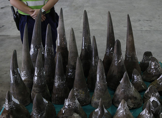 Week in wildlife: seized rhino horns at the Hong Kong Customs 