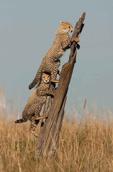 Week in wildlife: Young cheetahs use tree trunk as lookout, Kenya, Africa - 2011