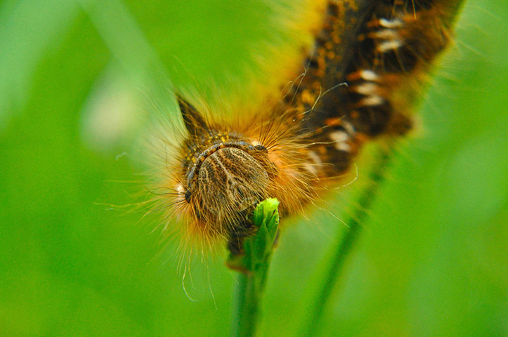 Week in wildlife: RSPCA Young Photographer of the Year