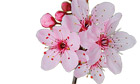 Ask Alys: your garden questions answered