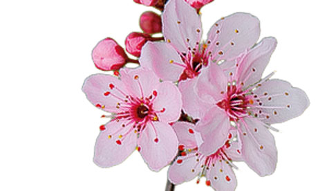 Ask Alys: your garden questions answered