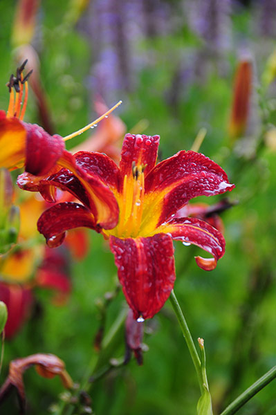 Campo shortlist: Spring flowers, Eden Project, Cornwall