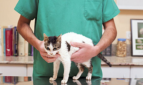 http://static.guim.co.uk/sys-images/Guardian/Pix/pictures/2011/11/18/1321652002661/A-kitten-being-examined-b-007.jpg