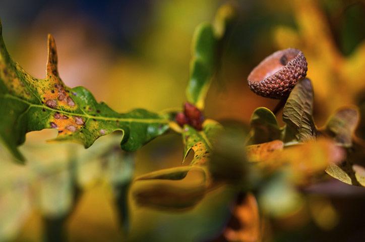 Green shoots : Readers photos on colours of autumn