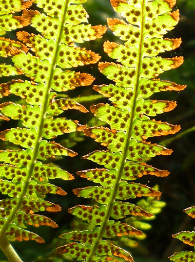 Green shoots : Readers photos on colours of autumn
