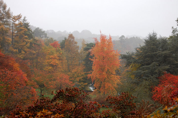 Green shoots : Readers photos on colours of autumn