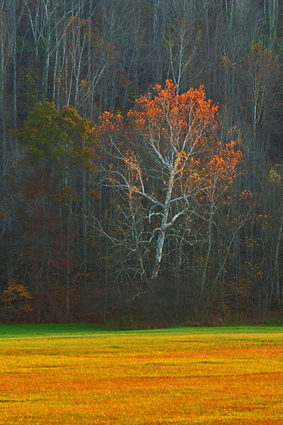 Green shoots : Readers photos on colours of autumn