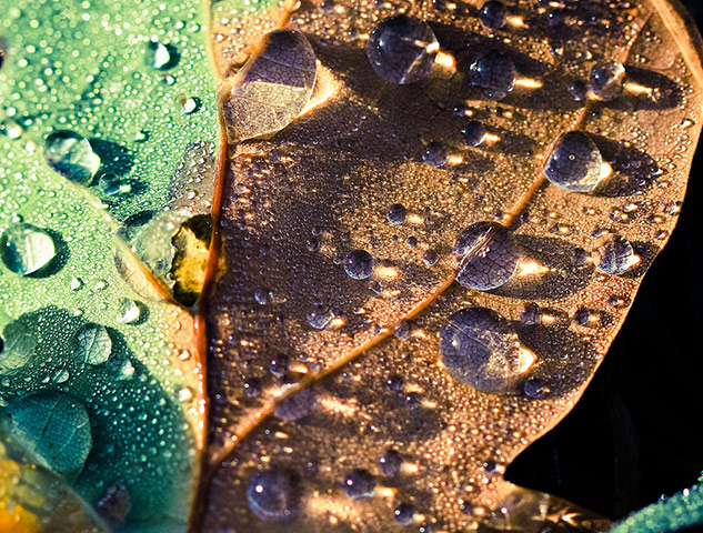 Green shoots : Readers photos on colours of autumn
