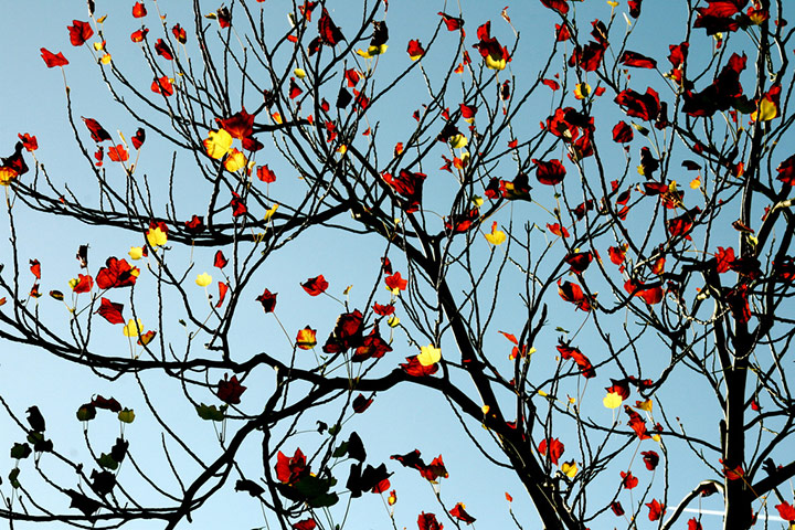 Green shoots : Readers photos on colours of autumn