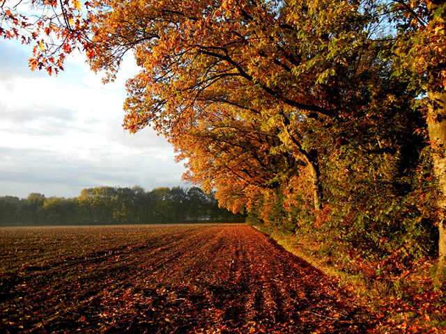 Green shoots : Readers photos on colours of autumn