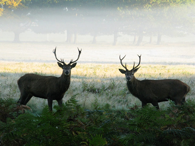 Green shoots : Readers photos on colours of autumn