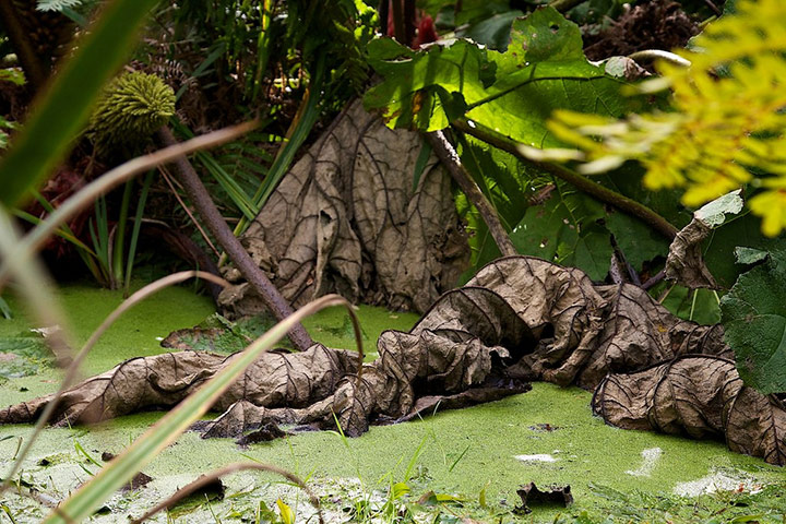 Green shoots : Readers photos on colours of autumn