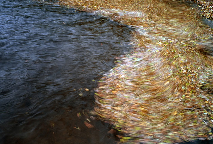 Green shoots : Readers photos on colours of autumn