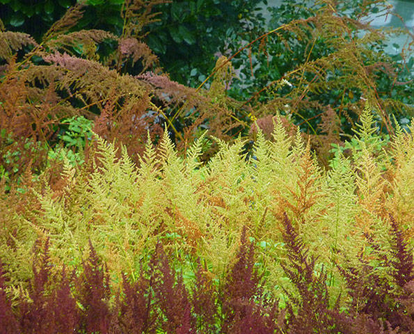 Green shoots : Readers photos on colours of autumn