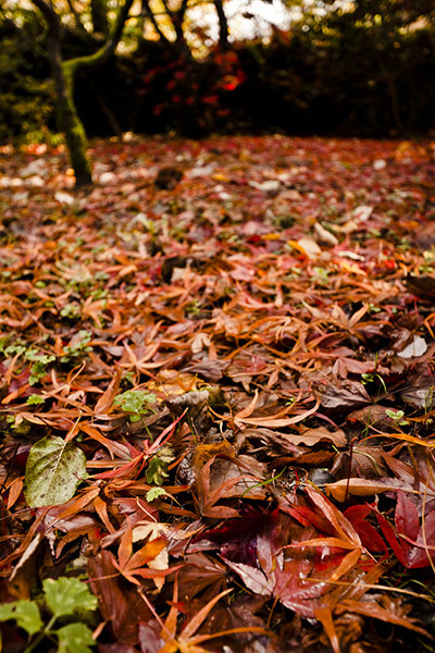 Green shoots : Readers photos on colours of autumn