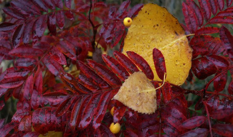 Green shoots : Readers photos on colours of autumn