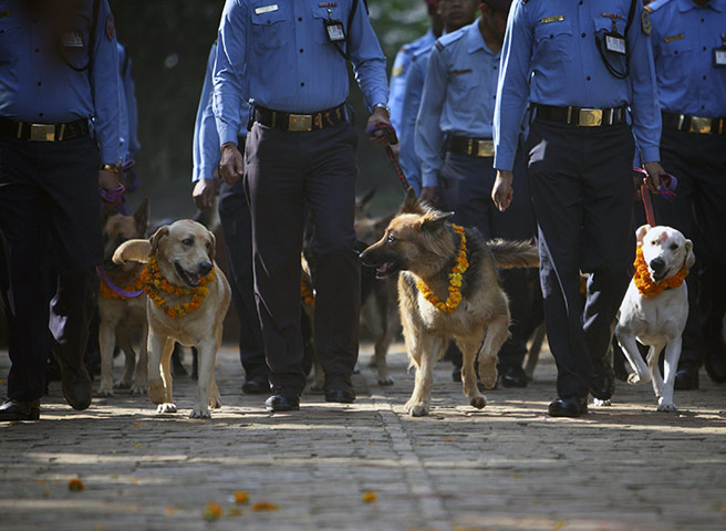 FTA: Navesh Chitrakar: Police dogs are escorted back by police officers after the dog festival