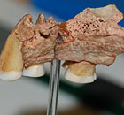 Mandibola con tre denti dai primi umano conosciuto moderna in Europa