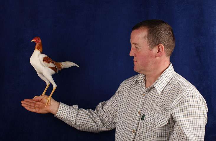 National Poultry show: Participant in The National Poultry Show, Stoneleigh, UK