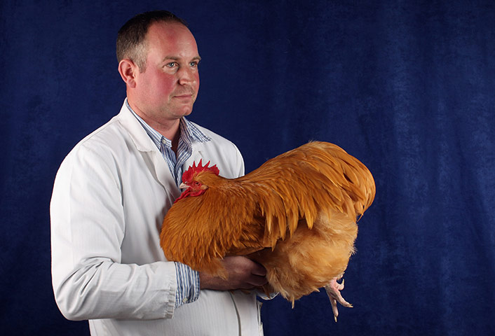 National Poultry show: Participant in The National Poultry Show, Stoneleigh, UK
