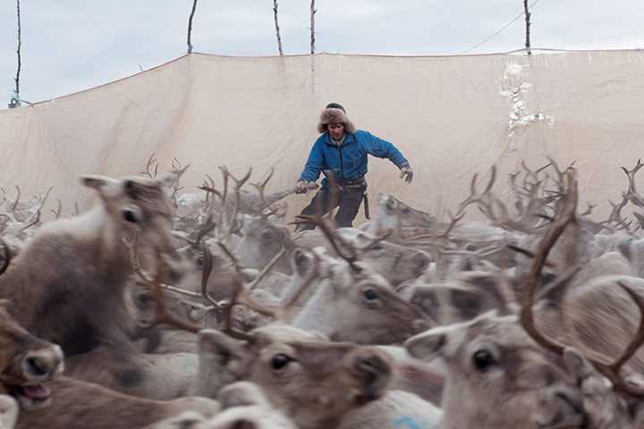 reindeer herders: Mathis Gaup