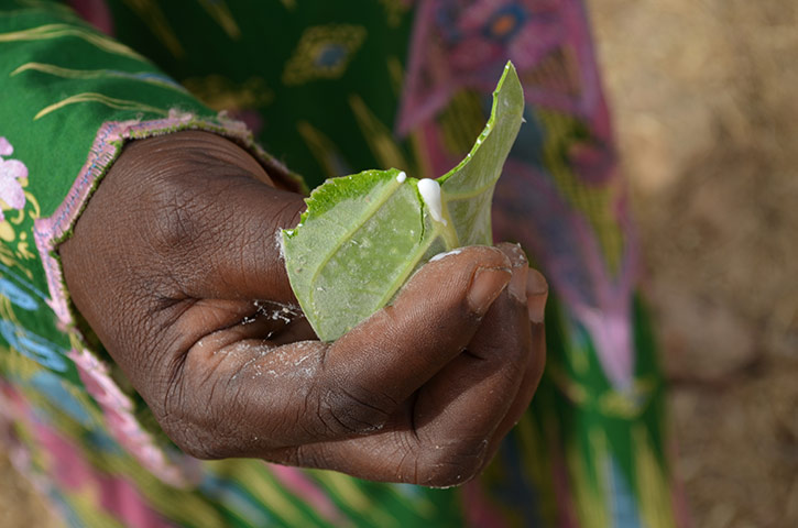 Mali farmer conference : in Nyeleni village
