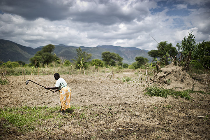 Climate change in Kenya: Maasai pastoralists living near the Tanzanian border Kojiado District Kenya