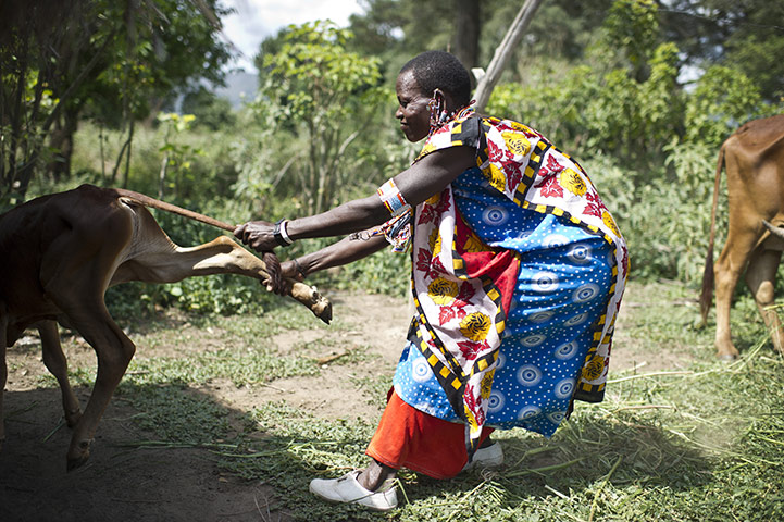 Climate change in Kenya: Maasai pastoralists living near the Tanzanian border Kojiado District Kenya