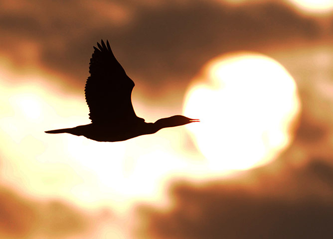 wee k in wildlife: A Great Cormorant (Phalacrocorax carbo) flies