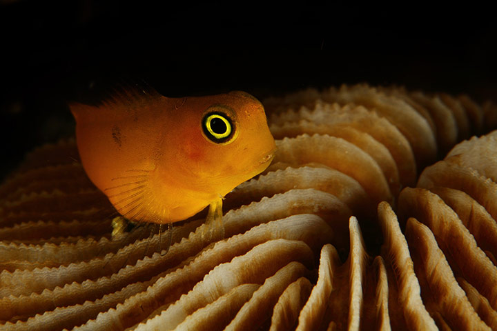 wee k in wildlife: 2011 Raja Ampat underwater photo competition