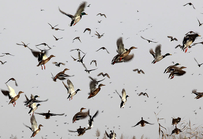 wee k in wildlife: Migratory birds fly above wetlands in Hokersar,