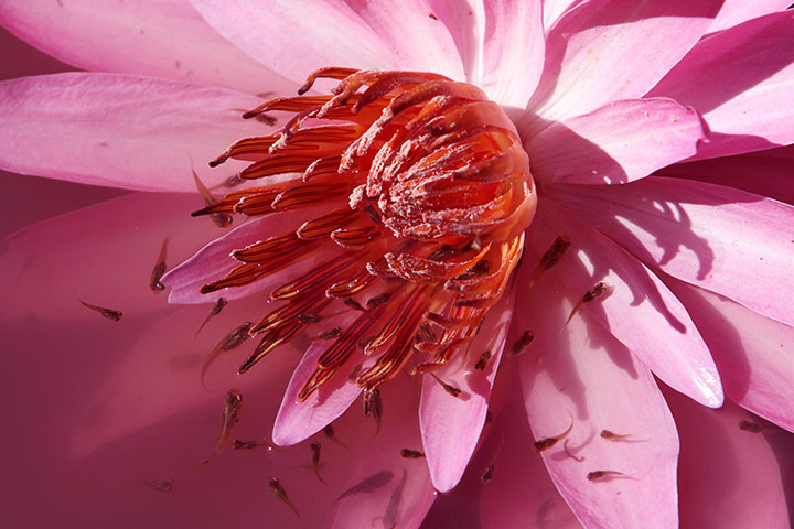 wee k in wildlife: Larvae