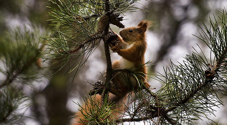 wee k in wildlife: A squirrel sits on the branch of a pine tree 