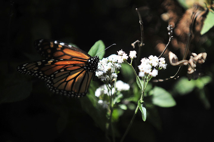 wee k in wildlife: Monarch Butterflies Autumn Magration