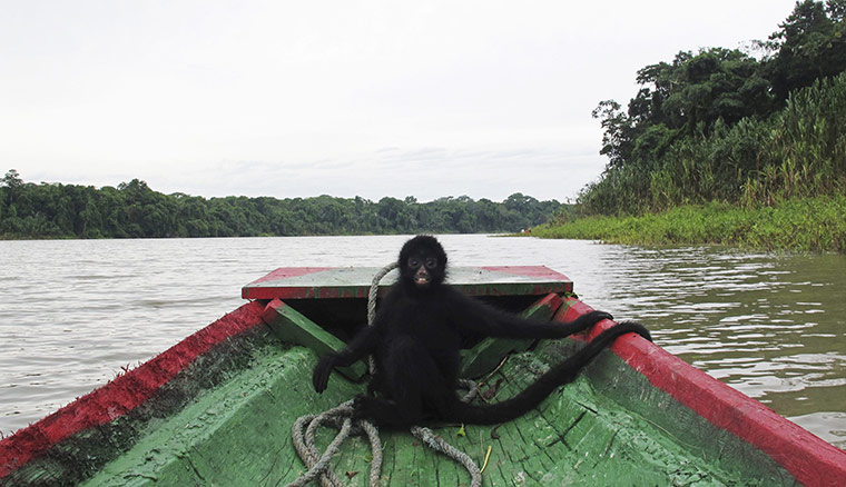 wee k in wildlife: A baby spider monkey at the Serere Natural Reserve in Madidi region